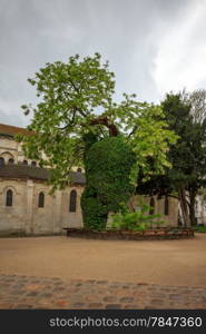 Black locust or false Acacia (Robinia pseudoacacia) - the oldest tree in Paris, Square Rene Viviani.