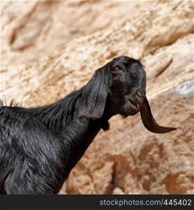 Black loose goat with long floppy ears in the rocks of Petra, Jordan