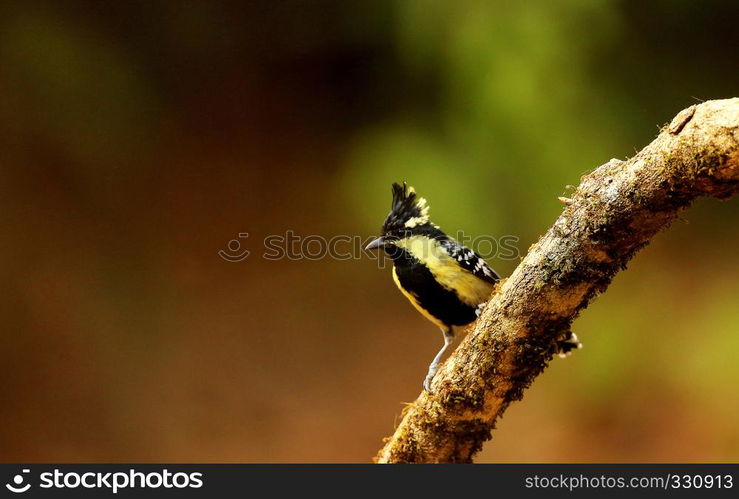 Black lored tit, Machlolopus aplonotus, Ganeshgudi, Karnataka, India. Black lored tit, Machlolopus aplonotus, Ganeshgudi, Karnataka, India.