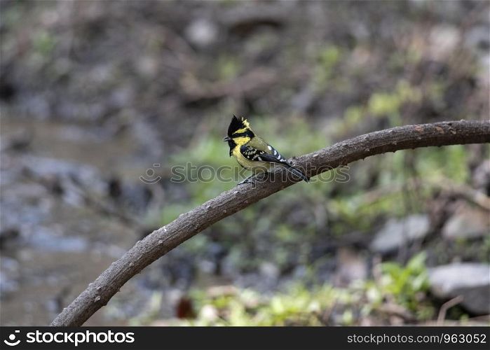 Black lored yellow tit, Machlolophus xanthogenys, Sattal, Nainital, Uttarakhand, India.