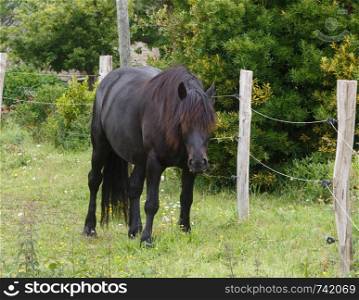 Black merens horse in a field in Brittany
