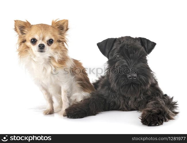 black miniature schnauzer and chihuahua in front of white background