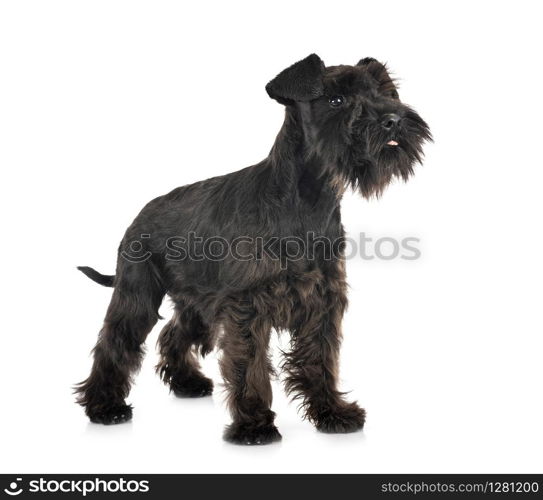 black miniature schnauzer in front of white background