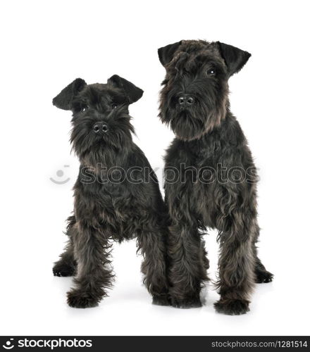 black miniature schnauzers in front of white background