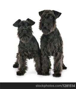 black miniature schnauzers in front of white background