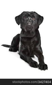 black mixed breed dog. black mixed breed dog in front of a white background