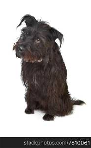 black mixed breed dog. black mixed breed dog in front of a white background
