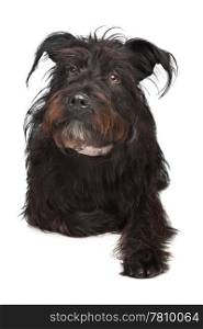 black mixed breed dog. black mixed breed dog in front of a white background