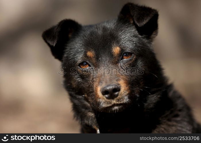 black mongrel dog chained to a chain in living conditions near her booth and food bowls looking in camera. Yard young dog on a chain. Natural rural scene. black mongrel dog chained to a chain in living conditions near her booth and food bowls looking in camera. Yard young dog on a chain. Natural rural scene.