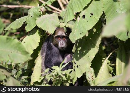 Black monkey hides among green leaves