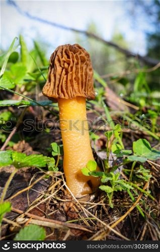 Black morel edible forest mushroom . Black morel mushroom in the spring forest. Morchella conica.