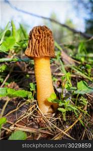 Black morel edible forest mushroom . Black morel mushroom in the spring forest. Morchella conica.