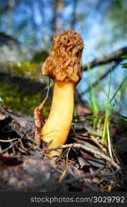 Black morel forest mushroom . Black morel edible mushroom growing in the forest. Morchella conica.