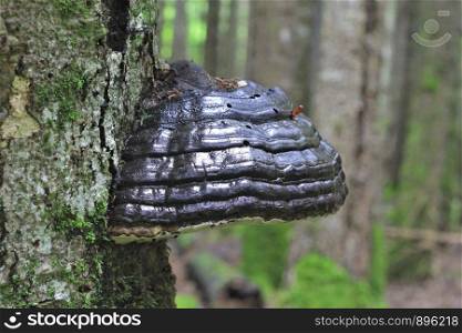 Black mushroom growing on the trunk of tree in the forest summertime