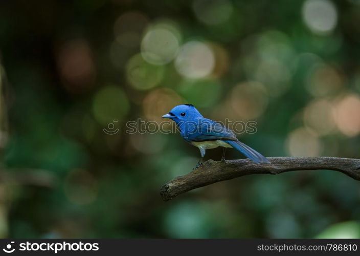 Black-naped monarch (Hypothymis azurea) bird in nature perching on a branch