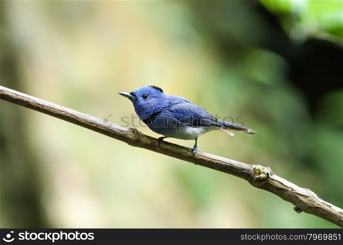 Black-naped monarch (Hypothymis azurea) bird in nature perching on a branch