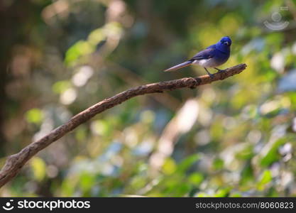 Black-naped monarch (Hypothymis azurea) bird in nature perching on a branch