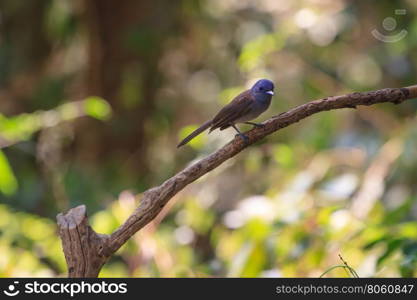 Black-naped monarch (Hypothymis azurea) bird in nature perching on a branch