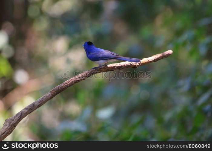 Black-naped monarch (Hypothymis azurea) bird in nature perching on a branch