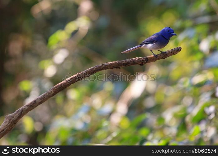 Black-naped monarch (Hypothymis azurea) bird in nature perching on a branch