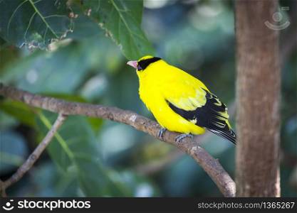 Black-naped Oriole of Eastern Asia on a Tree Branch.