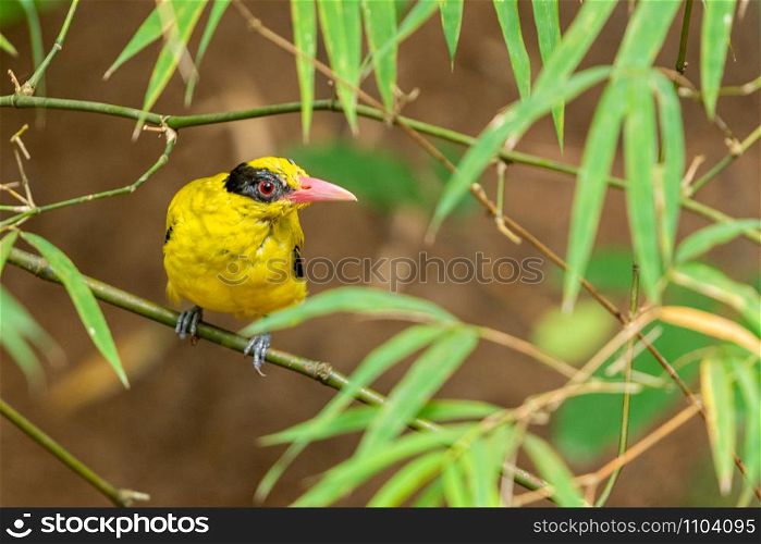Black-naped Oriole (Oriolus chinensis) perching on a bamboo branch in the garden.