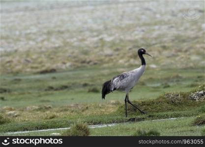 Black necked Crane, Grus nigricollis, Hanle, Leh Ladakh, Jammu and Kashmir, India.