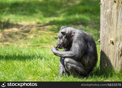 Black old chimp eating food on green grass