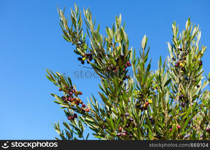 Black olives hang on branches tree, blue sky background. Young olive plant growth. Season nature. Black olives on olive tree. Season nature