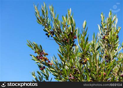 Black olives hang on branches tree, blue sky background. Young olive plant growth. Season nature. Black olives on olive tree. Season nature
