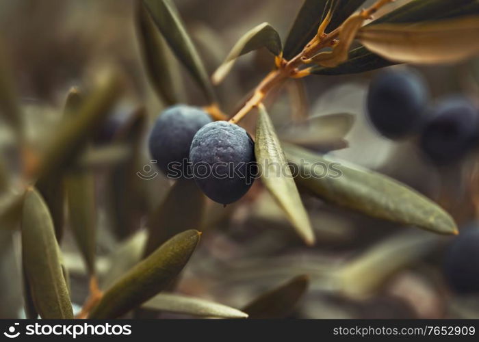 Black olives tree background, closeup photo of a branch with ripe black olive berries on it, olive production, autumn harvest season