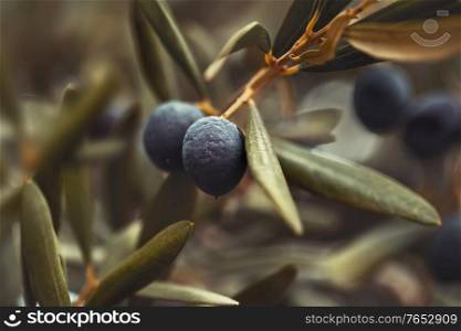 Black olives tree background, closeup photo of a branch with ripe black olive berries on it, olive production, autumn harvest season