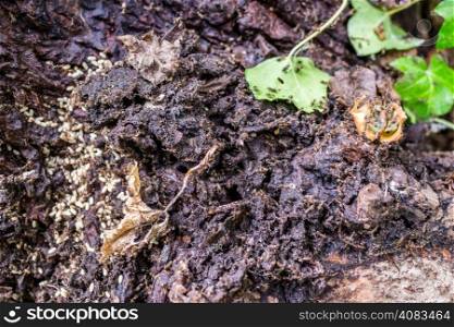 Black orange ant colonies on black brownish ground anthill with black holes, white eggs, dark crumbs, food, green and yellow leaves in an Italian garden during a summer sunny day