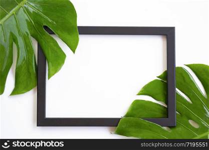 Black picture frame with part of fresh green jungle monster leaves on white background with copy space in summer composition concept