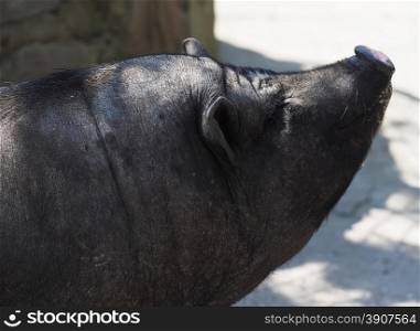 black pig at the zoo