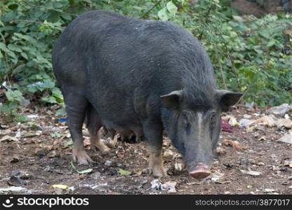 Black pig digging and looking for food in the ground. India, Goa.