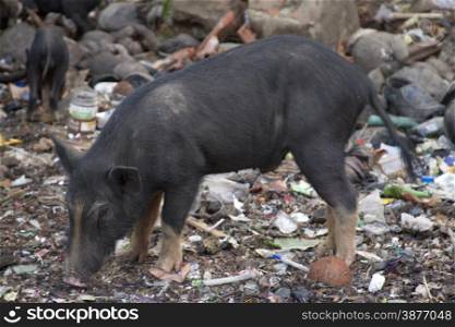Black pig digging and looking for food in the ground. India, Goa.