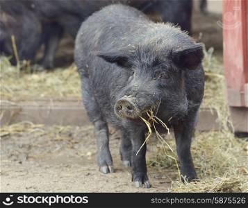Black Pig Eating Near Barn