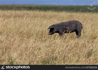 Black pig in a farm in alentejo, Portugal