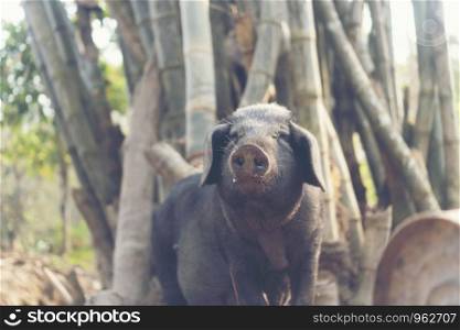 black pig in the local village, Asia