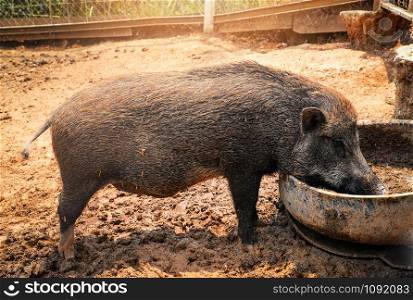 Black pig - Wild boar forest foraging eating on large cage in the wildlife sanctuary