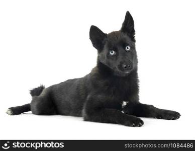 black pomsky in front of white background