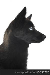 black pomsky in front of white background