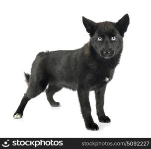 black pomsky in front of white background