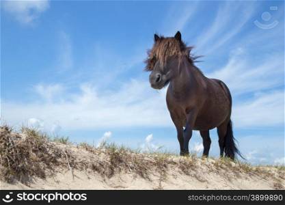 Black pony on sand in nature with blue sky