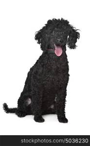 black poodle. black poodle in front of a white background