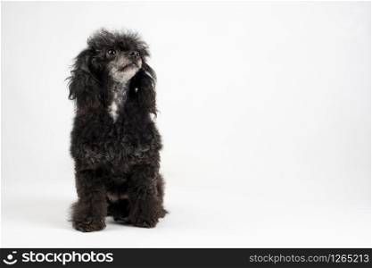black poodle dog sitting on the floor on a white background