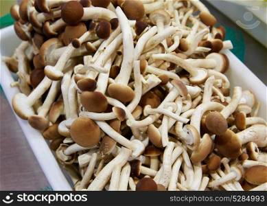Black poplar mushrooms in the kitchen white tray