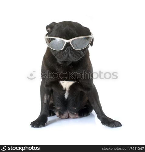 black pug in front of white background