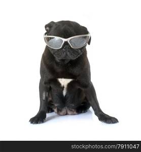 black pug in front of white background
